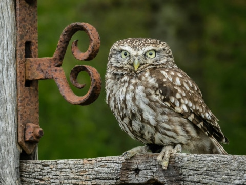 Owl Prowl