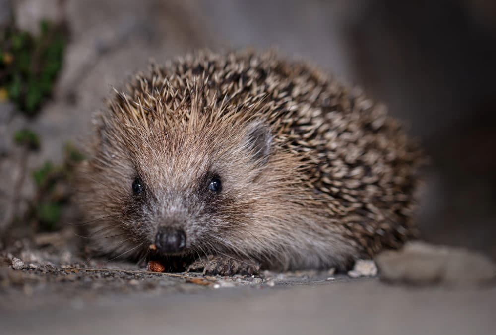 Hedgehogs in Bromley: A Recent Cause for Concern