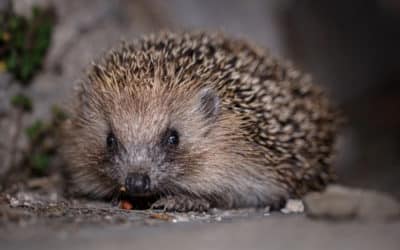 Hedgehogs in Bromley: A Recent Cause for Concern