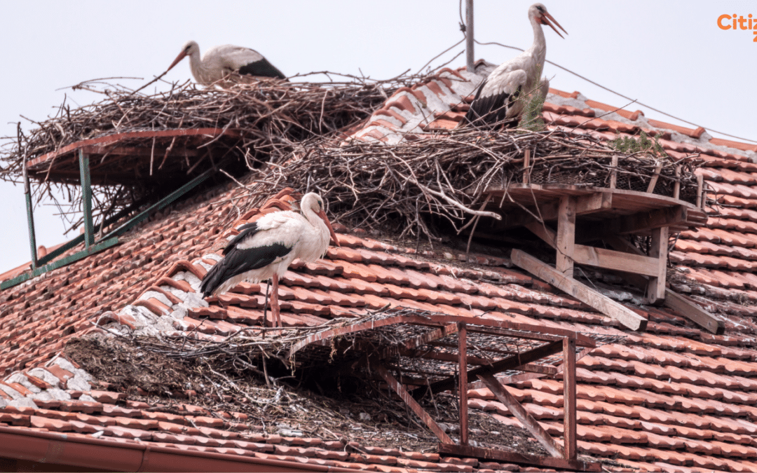 London White Stork Working Group