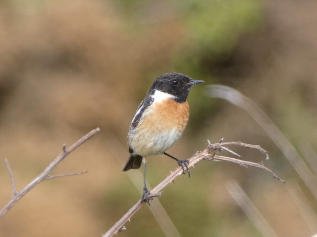 This image has an empty alt attribute; its file name is Stonechat-1024x768.jpeg
