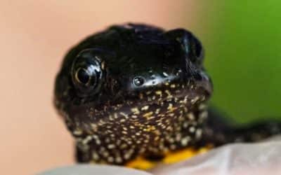 Ealing Wildlife Group Newt Surveys