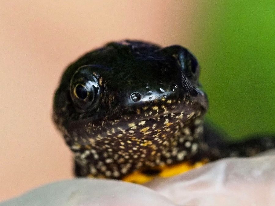 Ealing Wildlife Group Newt Surveys