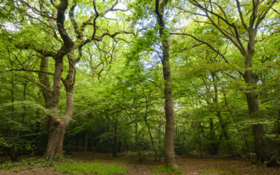 How Communities Saved the Woods in London: The history of three remarkable parks