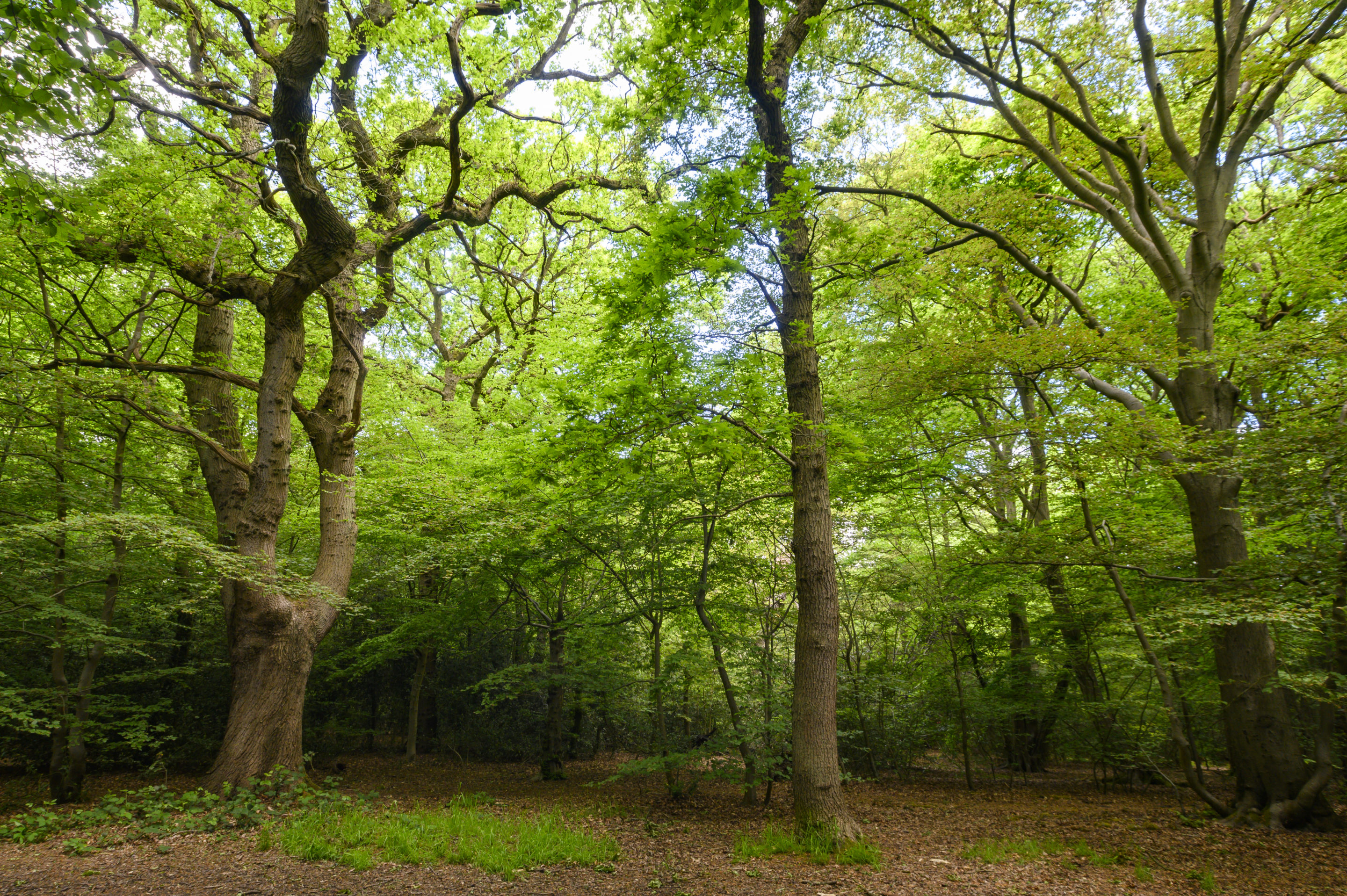 How Communities Saved the Woods in London: The history of three remarkable parks - GIGL