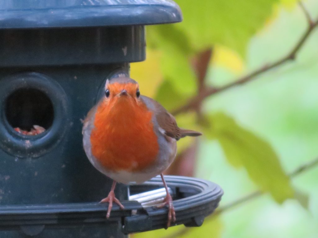 A robin looking at the camera, stood on a bird feeeder.