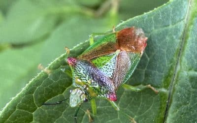 Exploring London’s Insect Records for National Insect Week (23-29 June)