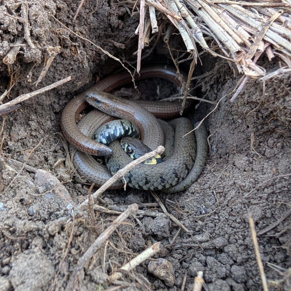 A grass snake and a slow worm wrapped around each other in a hole.