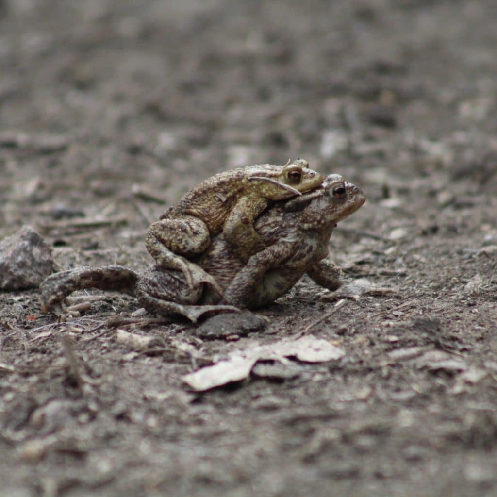 One toad walking along a path with another on its back. This shows it is a female carrying a male during mating season.