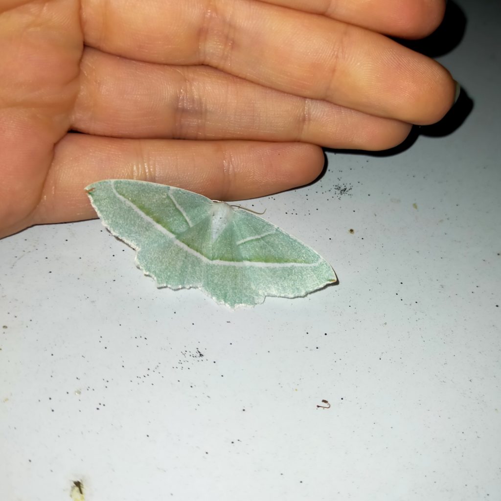 A moth that is interesting for its emerald colouring.