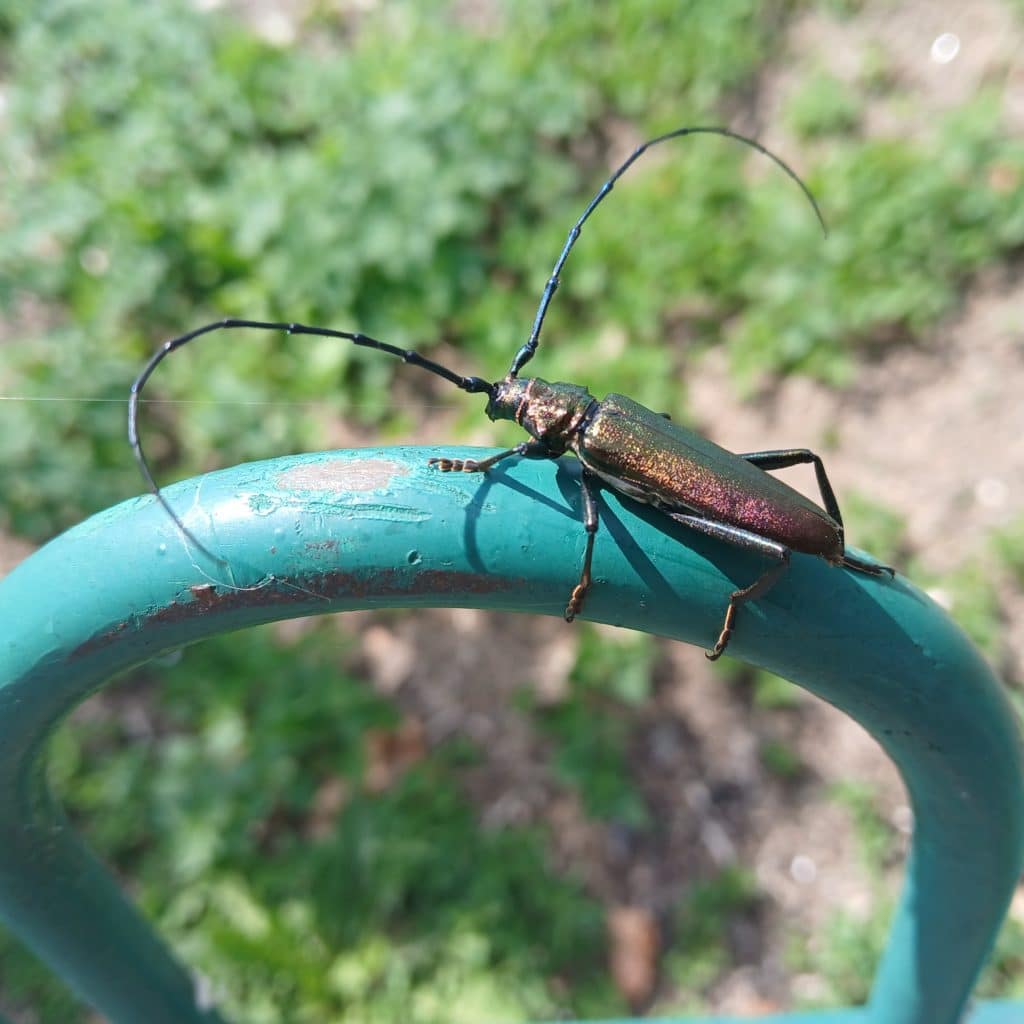 A beetle that is interesting for it's large antennae and metallic body.