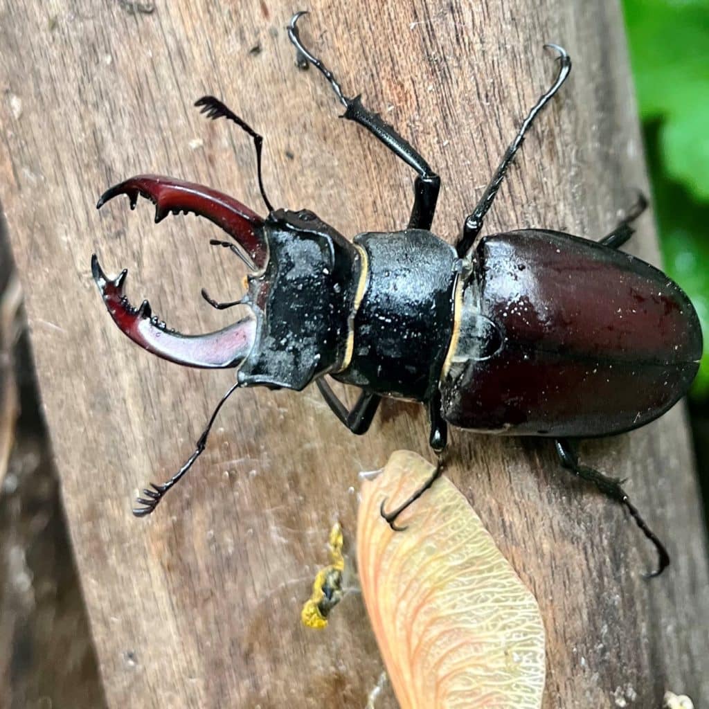 A large black male beetle with large mandibles.