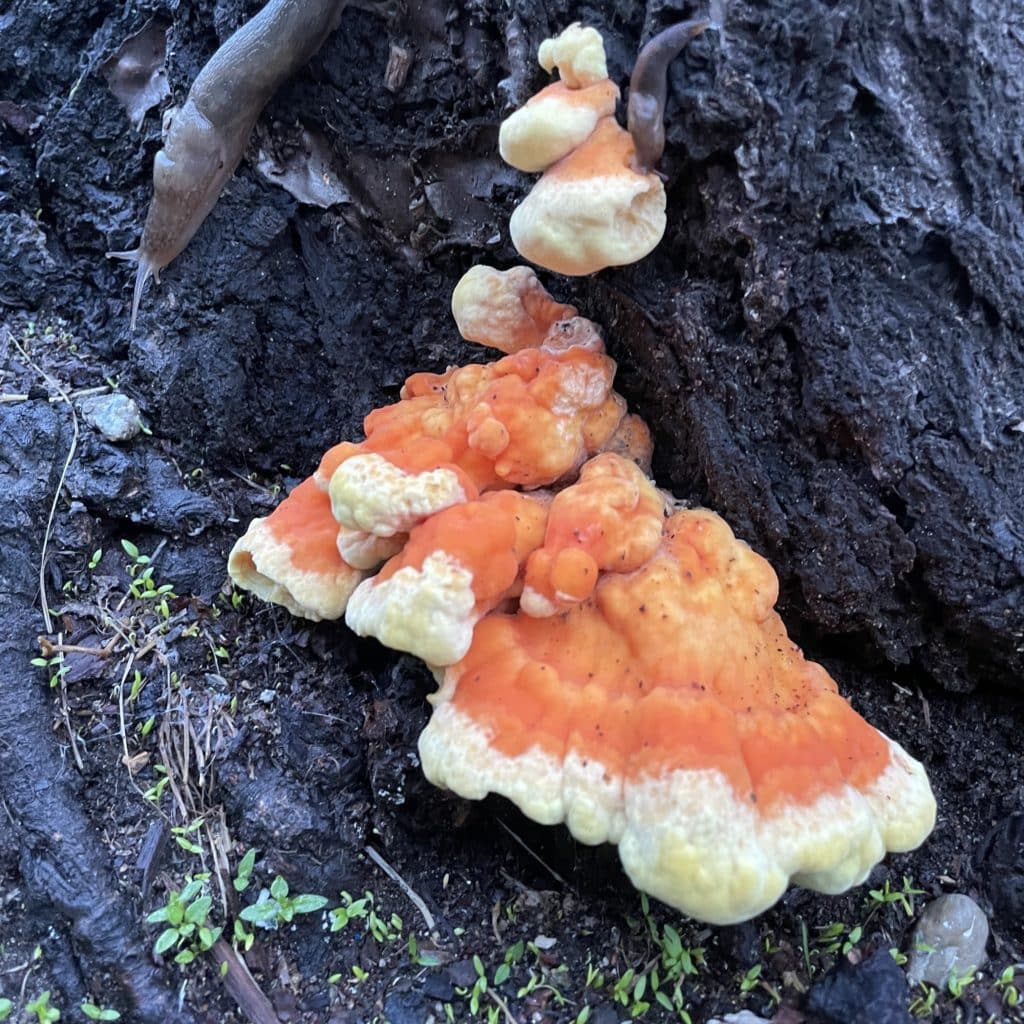 A large orange fungus growing down from the base of a tree.