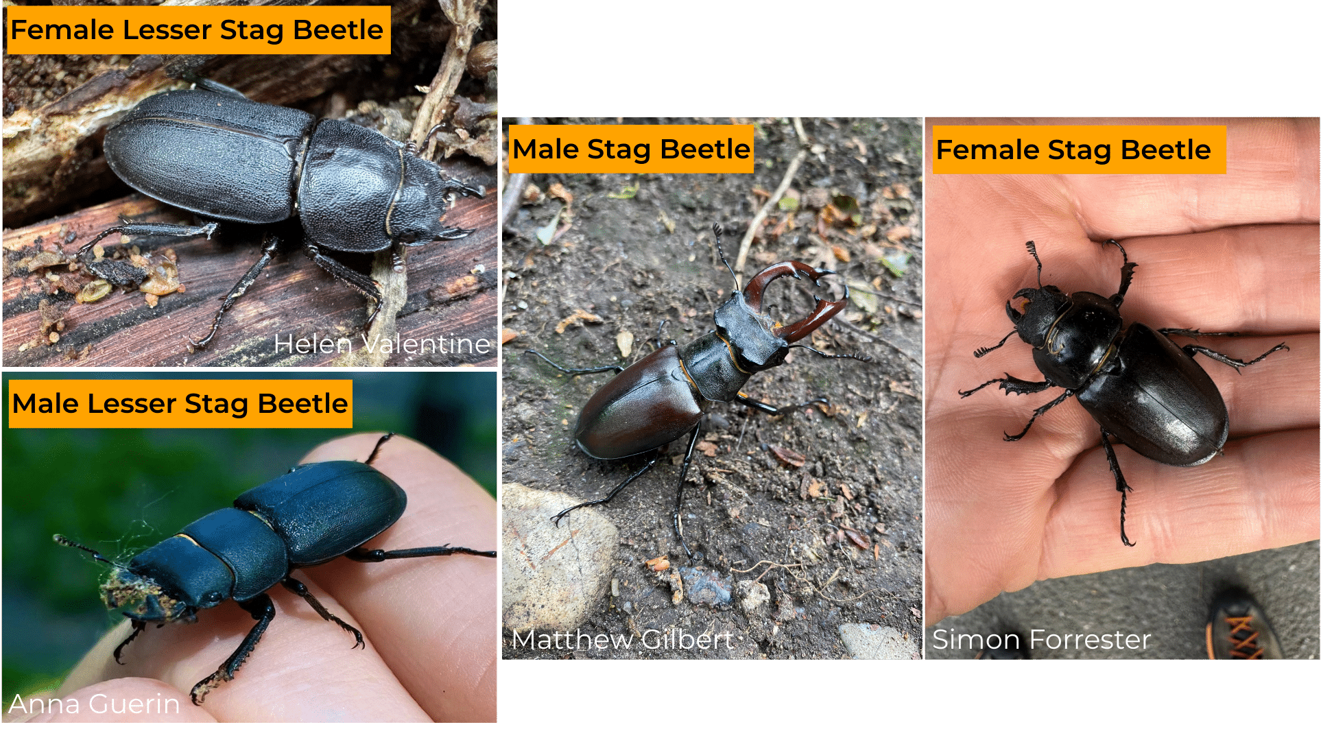 Four grouped photos, showing male and female stag beetles, and male and female lesser stag beetles.