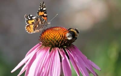 Creating Space for Pollinators in London