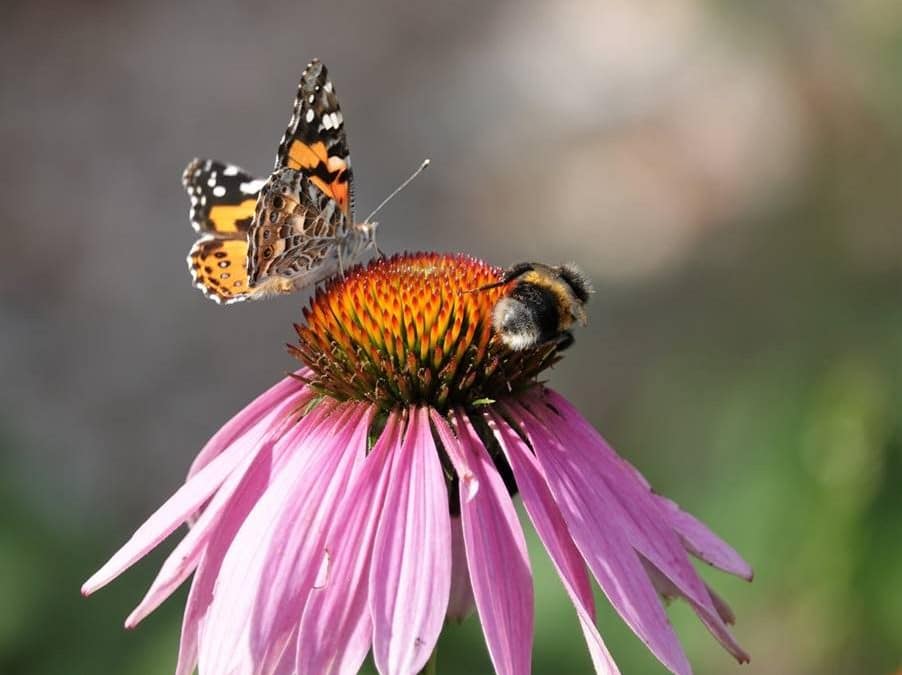 Creating Space for Pollinators in London