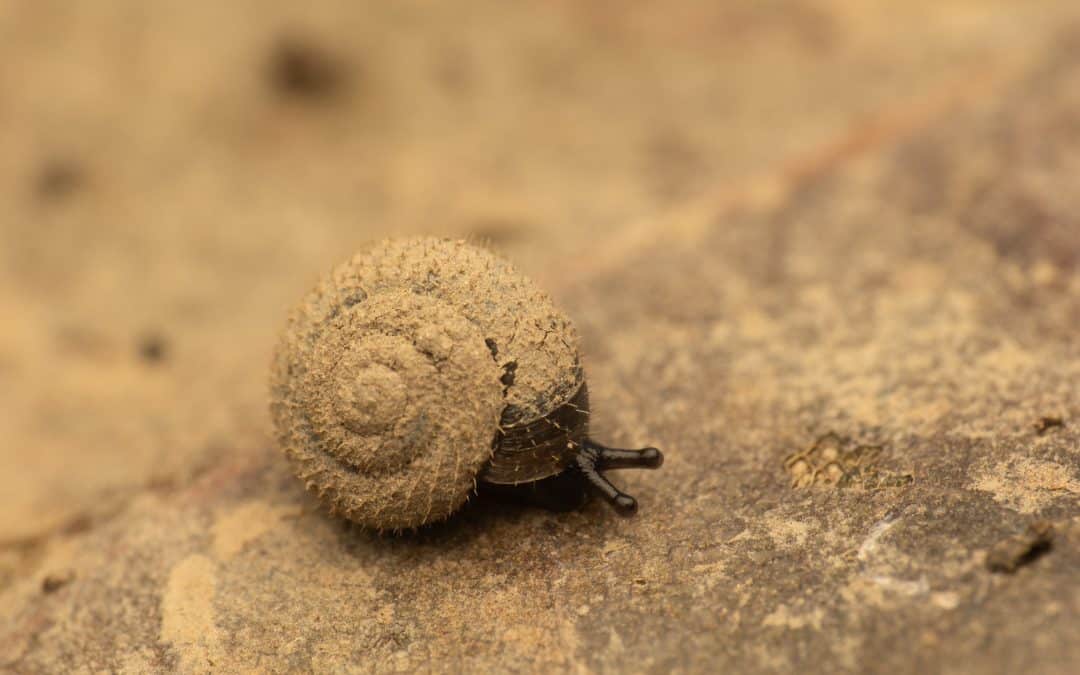 Mapping London’s Hidden Molluscs: The First Pan-London Survey for the German Hairy Snail