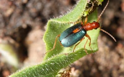 London’s Important Invertebrate Areas