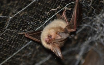 Bridging Gaps for Better Data – Sharing from Development