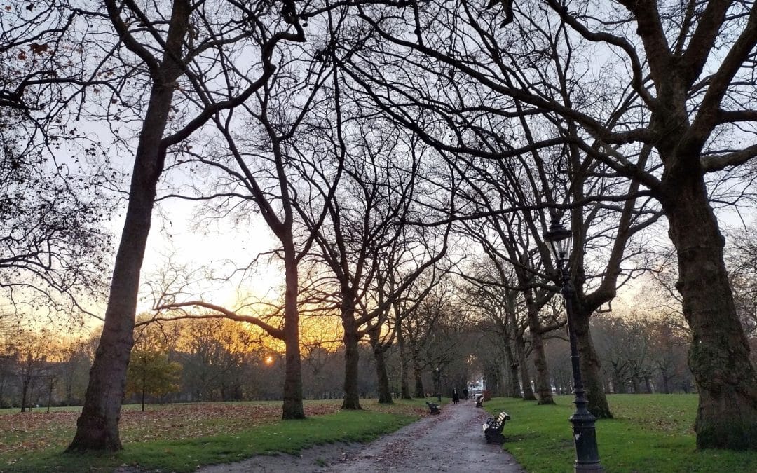 The Use of Data in Tree Selection for the Future