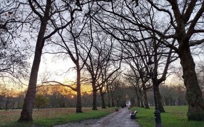 The Use of Data in Tree Selection for the Future