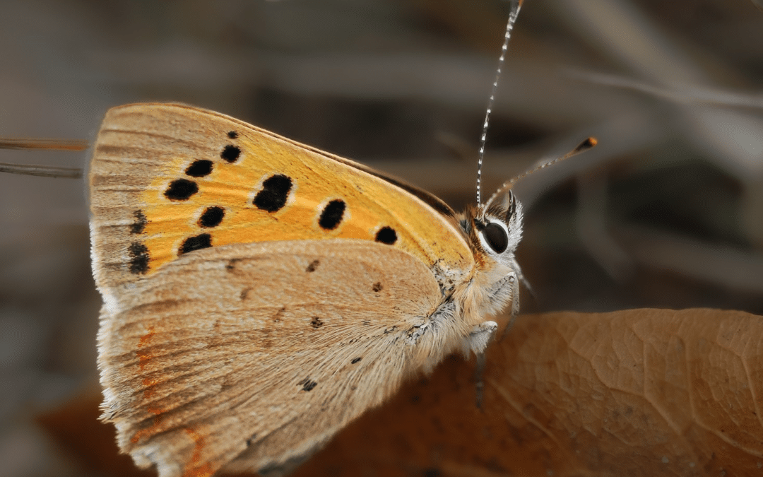 Winter Editorial Issue 38