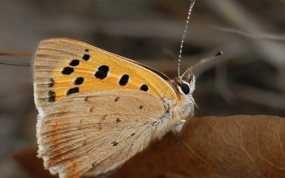 Winter Editorial Issue 38