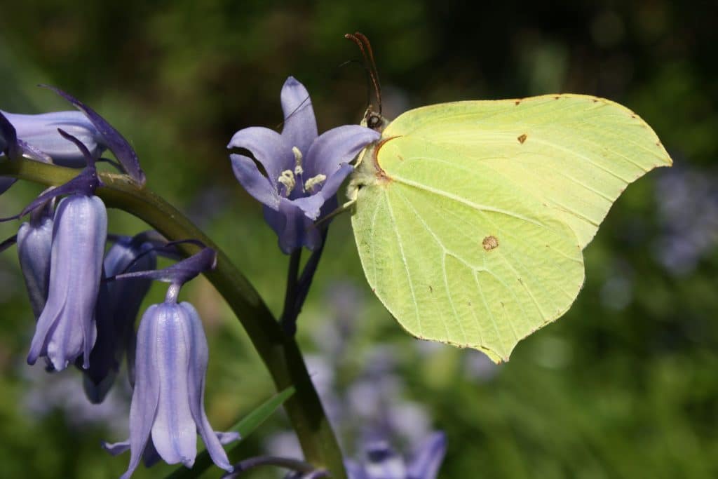 A yellow-green butterfly perched on a delicate blue flower.