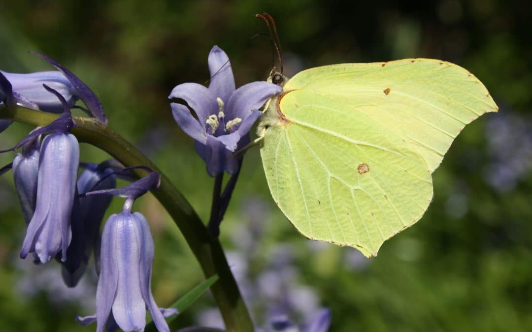 The Butterflies of London