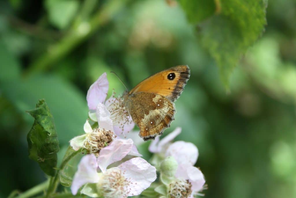 A brown and orange butterfly perched on pink-white blossom.