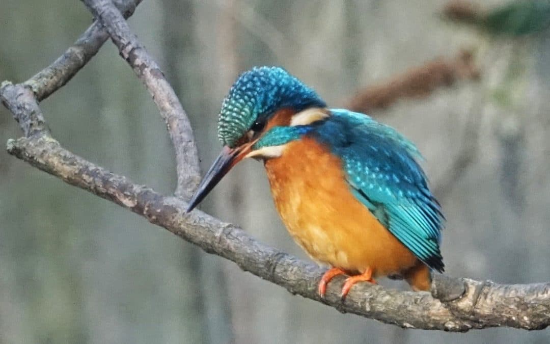 GiGL’s Role in Developing London’s Local Nature Recovery Strategy