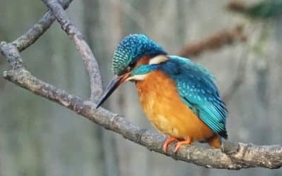 GiGL’s Role in Developing London’s Local Nature Recovery Strategy