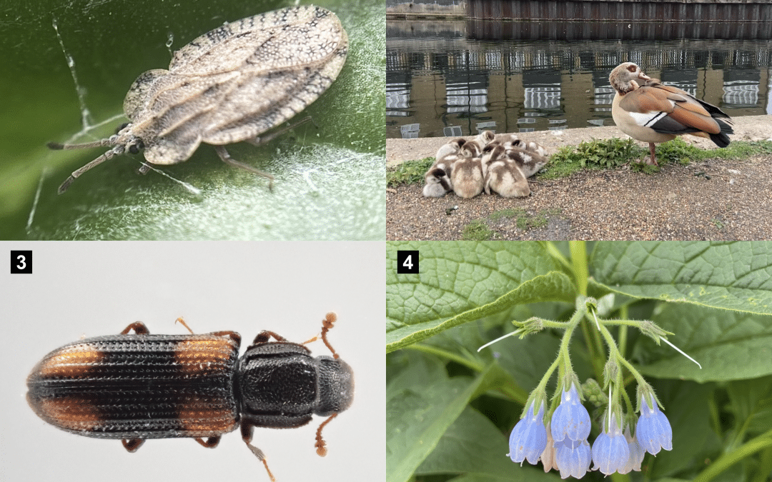 iNaturalist and City Nature Challenge 2026 – Making Your Observations Count