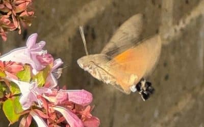 Recording Chiswick’s Wildlife – Why Urban Species Surveys Matter