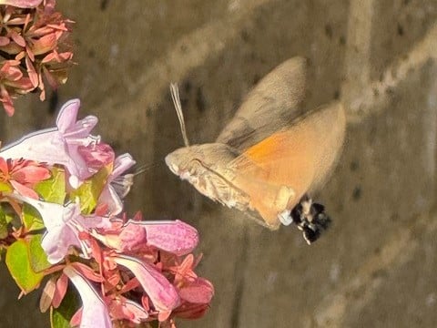 Recording Chiswick’s Wildlife – Why Urban Species Surveys Matter