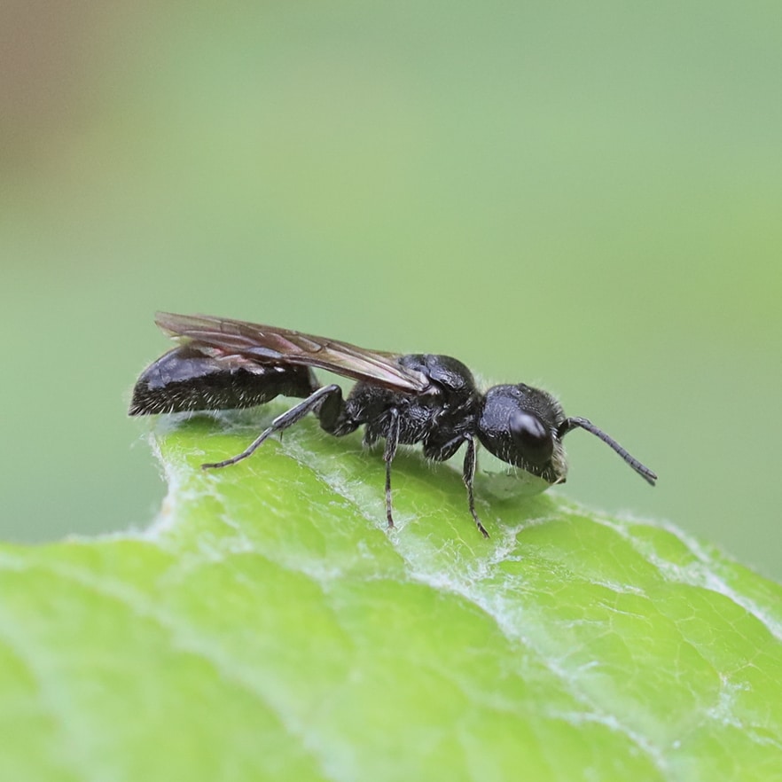 Seeing Small: Bugs, Data, and Making It All Make Sense - GIGL