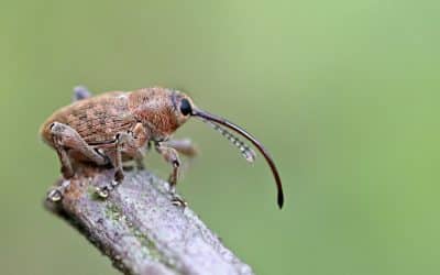 Seeing Small: Bugs, Data, and Making It All Make Sense