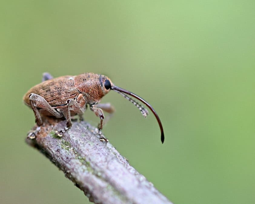 Seeing Small: Bugs, Data, and Making It All Make Sense
