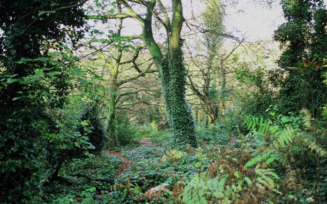 The Ancient Woodland Inventory Update Project