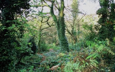 The Ancient Woodland Inventory Update Project