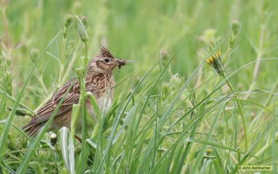 Ambassadors for Ecological Evidence